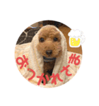 chocolaスタンプ（個別スタンプ：15）