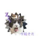 nyantanko（個別スタンプ：1）