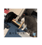 nyantanko（個別スタンプ：5）