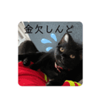 nyantanko（個別スタンプ：8）