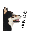 黒柴犬 Schwarz（個別スタンプ：1）