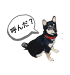 黒柴犬 Schwarz（個別スタンプ：3）