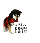 黒柴犬 Schwarz（個別スタンプ：4）