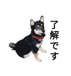 黒柴犬 Schwarz（個別スタンプ：9）