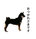 黒柴犬 Schwarz（個別スタンプ：11）
