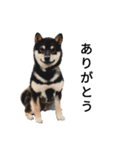 黒柴犬 Schwarz（個別スタンプ：12）