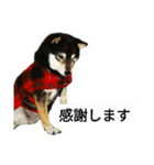 黒柴犬 Schwarz（個別スタンプ：13）