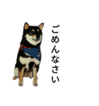 黒柴犬 Schwarz（個別スタンプ：17）