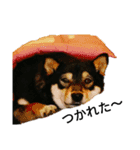 黒柴犬 Schwarz（個別スタンプ：19）
