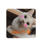 じぇるみとみぃ☆（個別スタンプ：2）