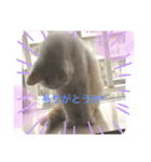 じぇるみとみぃ☆（個別スタンプ：6）