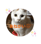 じぇるみとみぃ☆（個別スタンプ：7）