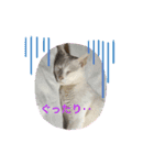 じぇるみとみぃ☆（個別スタンプ：9）