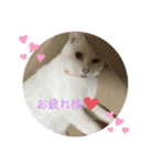じぇるみとみぃ☆（個別スタンプ：12）