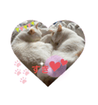 じぇるみとみぃ☆（個別スタンプ：16）