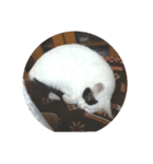 うちの猫ココ（個別スタンプ：1）