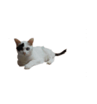 うちの猫ココ（個別スタンプ：2）
