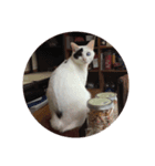 うちの猫ココ（個別スタンプ：4）