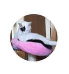 うちの猫ココ（個別スタンプ：5）