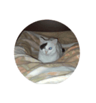 うちの猫ココ（個別スタンプ：6）