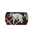 うちの猫ココ（個別スタンプ：8）