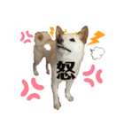 諭吉English（個別スタンプ：24）