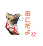 我が家のぷりんちゃんスタンプ（個別スタンプ：4）