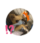 我が家のぷりんちゃんスタンプ（個別スタンプ：6）