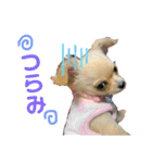我が家のぷりんちゃんスタンプ（個別スタンプ：11）