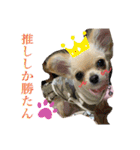我が家のぷりんちゃんスタンプ（個別スタンプ：12）