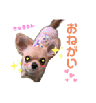 我が家のぷりんちゃんスタンプ（個別スタンプ：14）