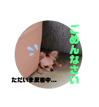 我が家のぷりんちゃんスタンプ（個別スタンプ：16）