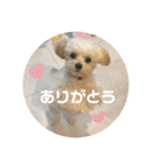 マルプーのむぎたくん（個別スタンプ：1）