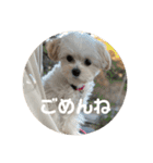 マルプーのむぎたくん（個別スタンプ：2）