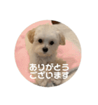 マルプーのむぎたくん（個別スタンプ：7）