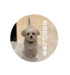 マルプーのむぎたくん（個別スタンプ：8）