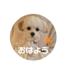 マルプーのむぎたくん（個別スタンプ：9）