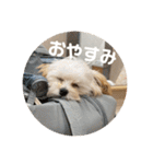 マルプーのむぎたくん（個別スタンプ：11）