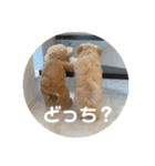マルプーのむぎたくん（個別スタンプ：13）