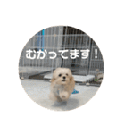 マルプーのむぎたくん（個別スタンプ：15）