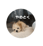 マルプーのむぎたくん（個別スタンプ：22）