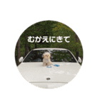マルプーのむぎたくん（個別スタンプ：29）