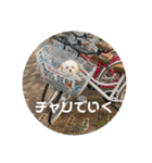 マルプーのむぎたくん（個別スタンプ：30）