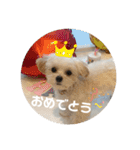 マルプーのむぎたくん（個別スタンプ：34）
