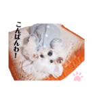 マルチーズ マロンのスタンプ（個別スタンプ：1）