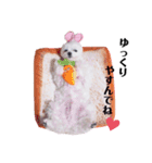マルチーズ マロンのスタンプ（個別スタンプ：7）