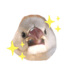 日々、文鳥。①（個別スタンプ：1）
