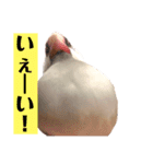 日々、文鳥。①（個別スタンプ：2）