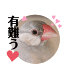 日々、文鳥。①（個別スタンプ：3）