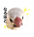 日々、文鳥。①（個別スタンプ：4）